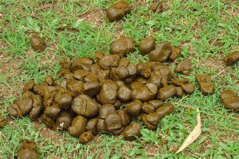 what is scat porn|Coprophagia .